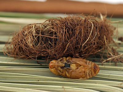 RPW pupa and cocoon
